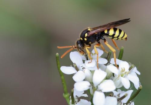 Nomada goodeniana